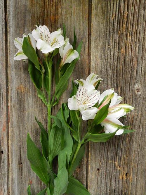 NETTED WHITE ALSTROMERIA